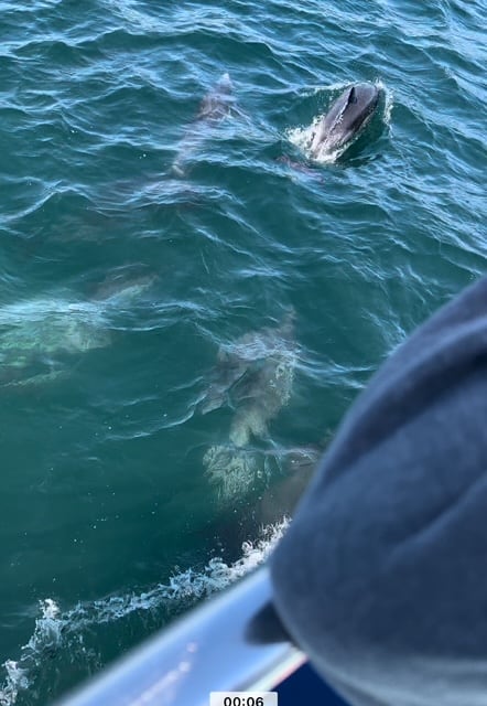 Dolphins in Newport Beach