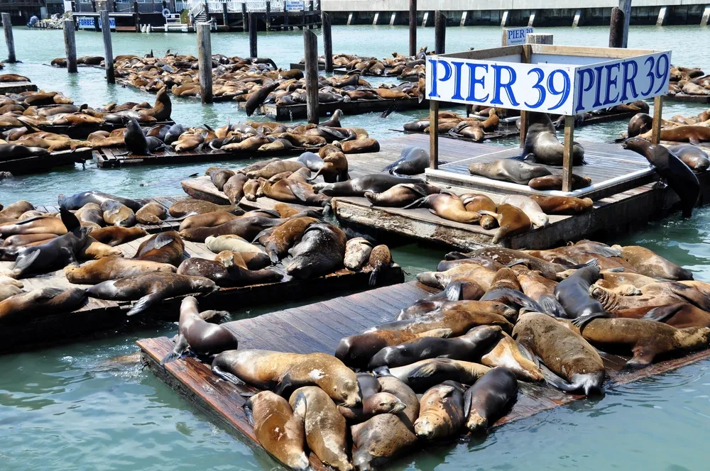 Seals at Pier 39 in San Francisco 