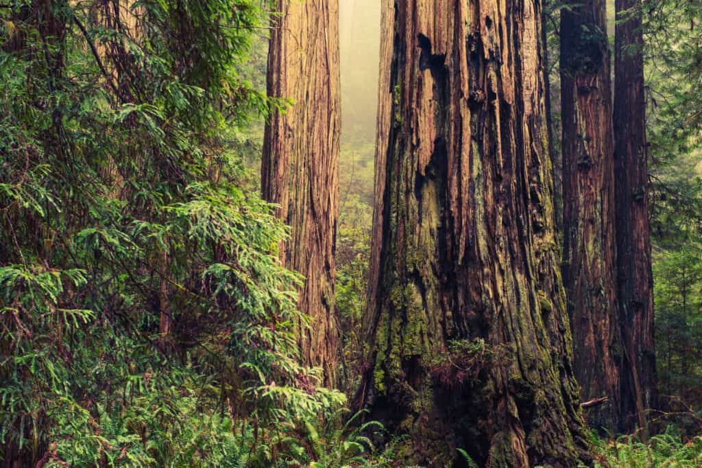 Redwood Trees in California