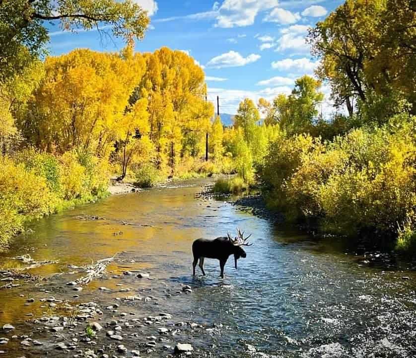 Moose in a River in the Fall in Colorado