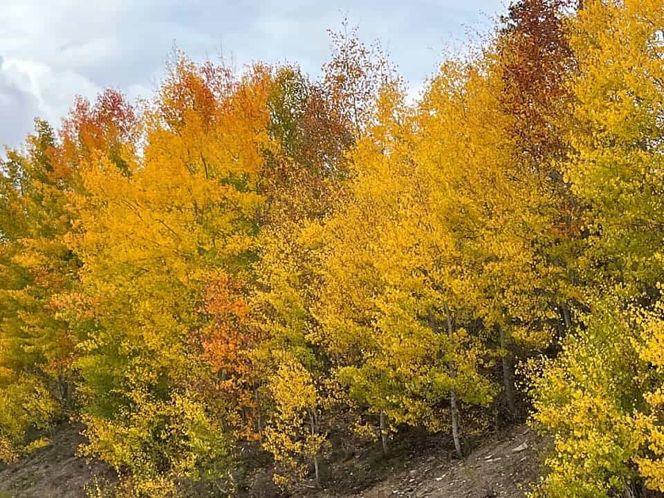 Fall colors in Colorado