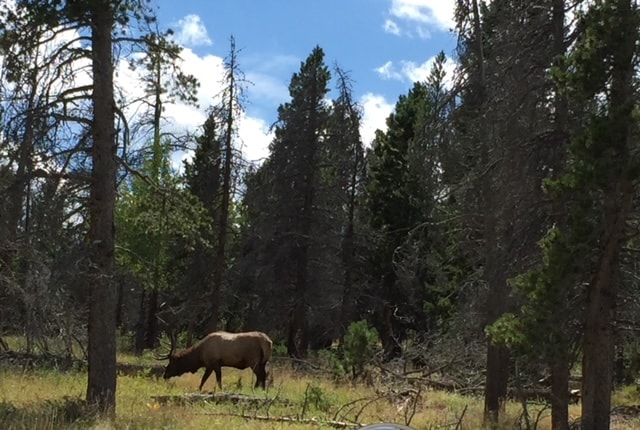 Elk in Rocky Mountain National Park Colorado