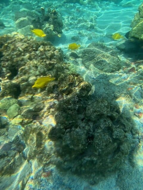 Fish swimming in the waters of Hawaii, taken with phone in an underwater camera bag