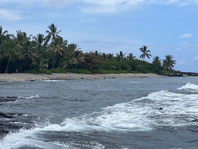 Palm trees and a beach on the Big Island of Hawaii