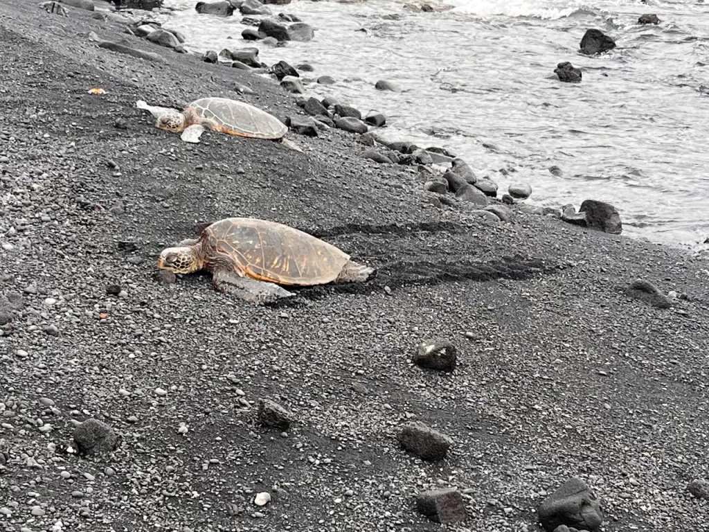 Green sea turtles at Punalu'u Black Sand Beach on the Big Island of Hawaii