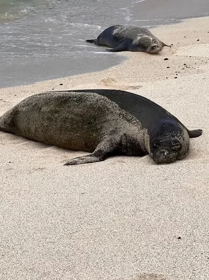 Endangered Monk seals on the beach on the Big Island of Hawaii