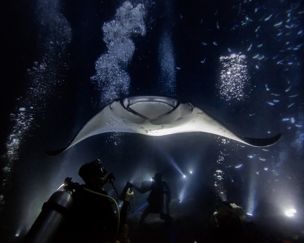 Manta Ray Swimming above snorkelers in Kona Hawaii