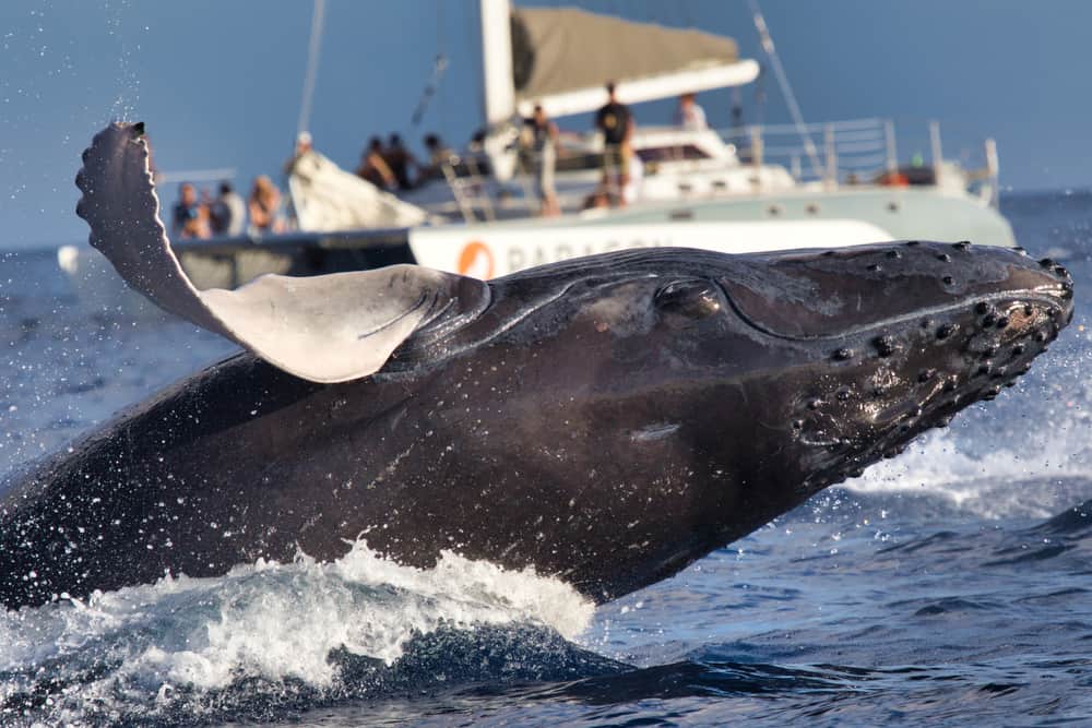 Whale Watching Boat and a Humpback Whale Breaching