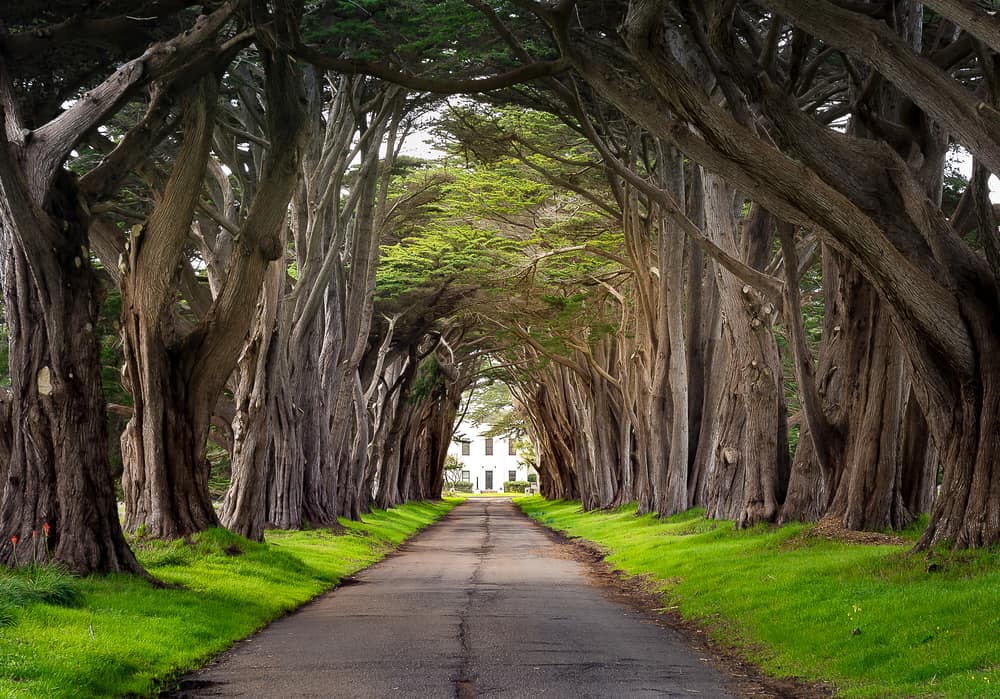 Cypress Tree Tunnel at Point Reyes National Seashore, a great Northern California Day Trip