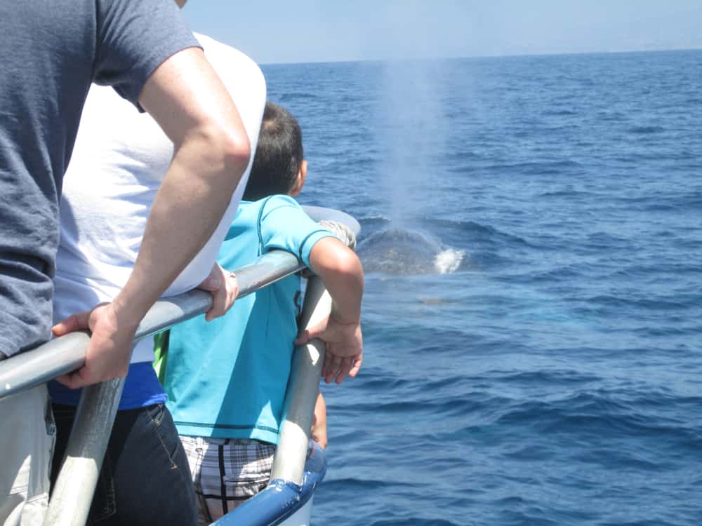 People viewing a whale breaching upon a whale watching boat tour