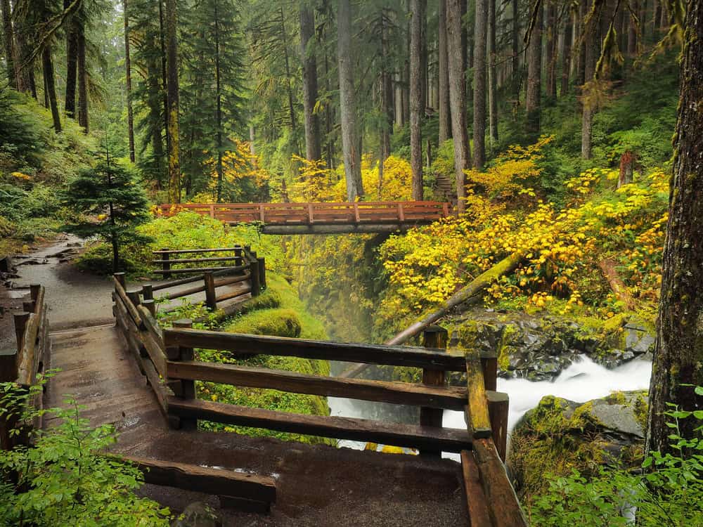 The Hoh Rainforest in Olympic National Park