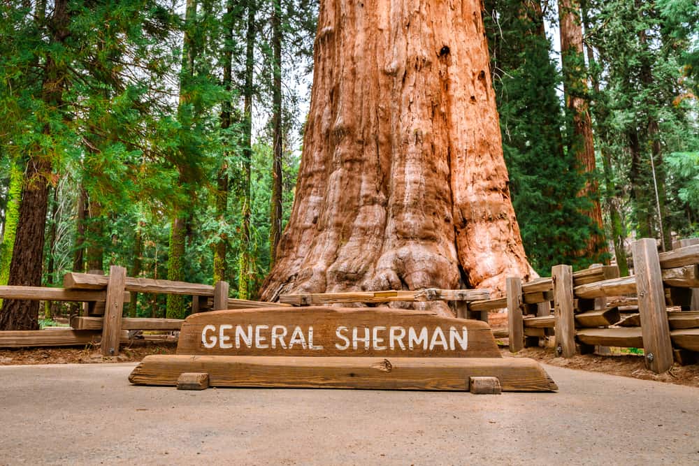 Huge sequoia General Sherman in Sequoia Park in California