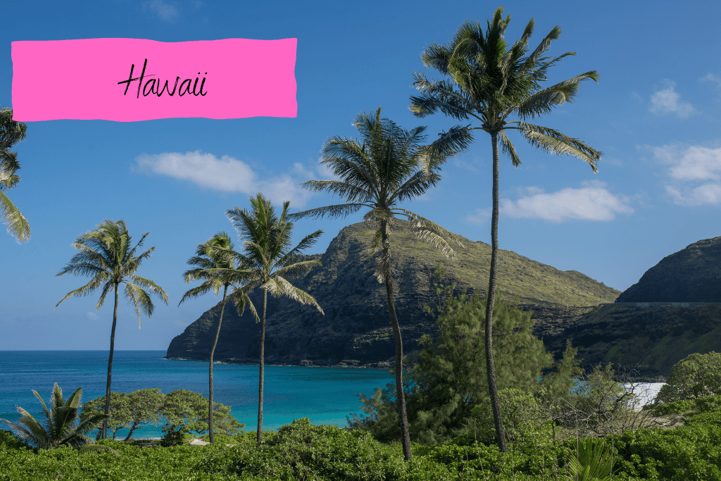 Palm trees in Hawaii