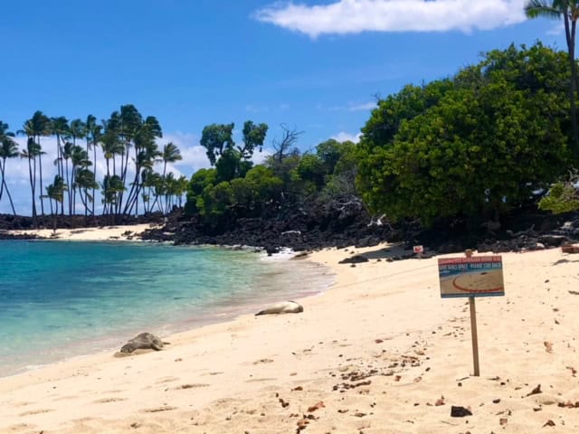 Monk seals on the beach at Mahai'ula Beach