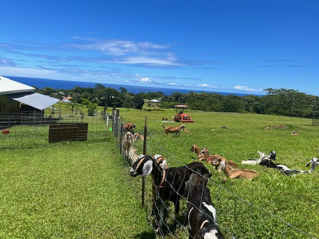 Goats in the grass at the Honomu Goat Dairy on the Big Island of Hawaii