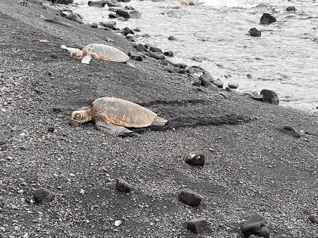 Green Sea Turtles on the Standing in the shore or Punaluu Black Sand Beach