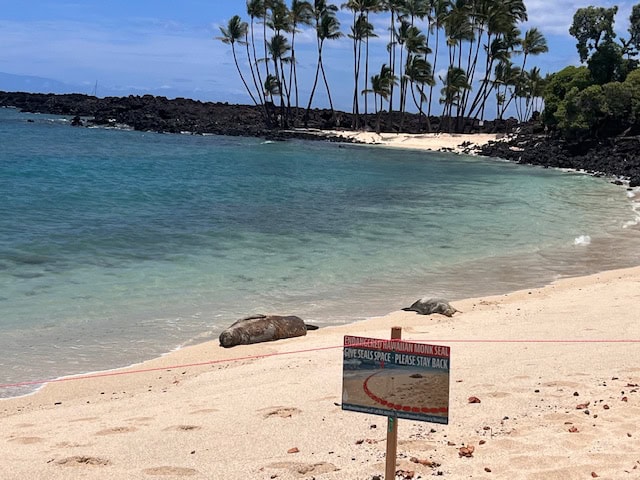 Mahaiula Beach with a Monk Seal