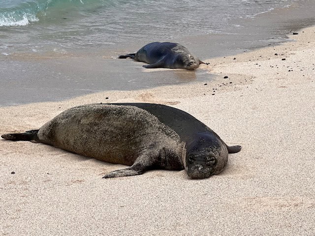 Monk seals on Mahaiula Beach on the Big island of Hawaii