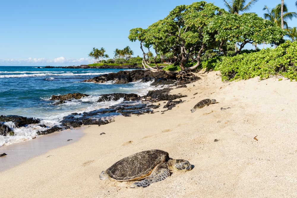 Green Sea Turtles in the Kikaua Point Park, Big Island, Hawaii