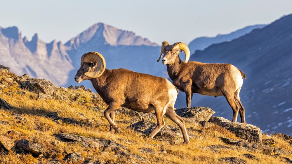 Big Horn Sheep on Trail Ridge Road in Rocky Mountain National Park, Colorado