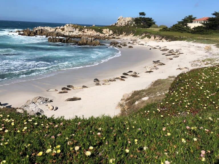 Harbor Seal Beach in Monterey, California