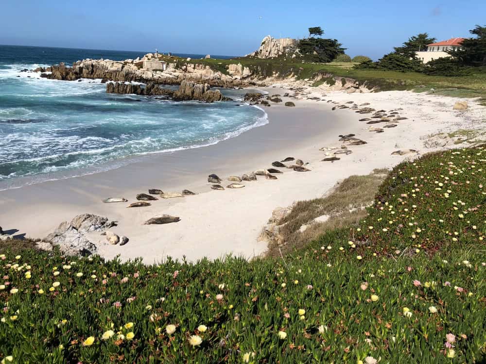 Harbor Seal Beach in Monterey California