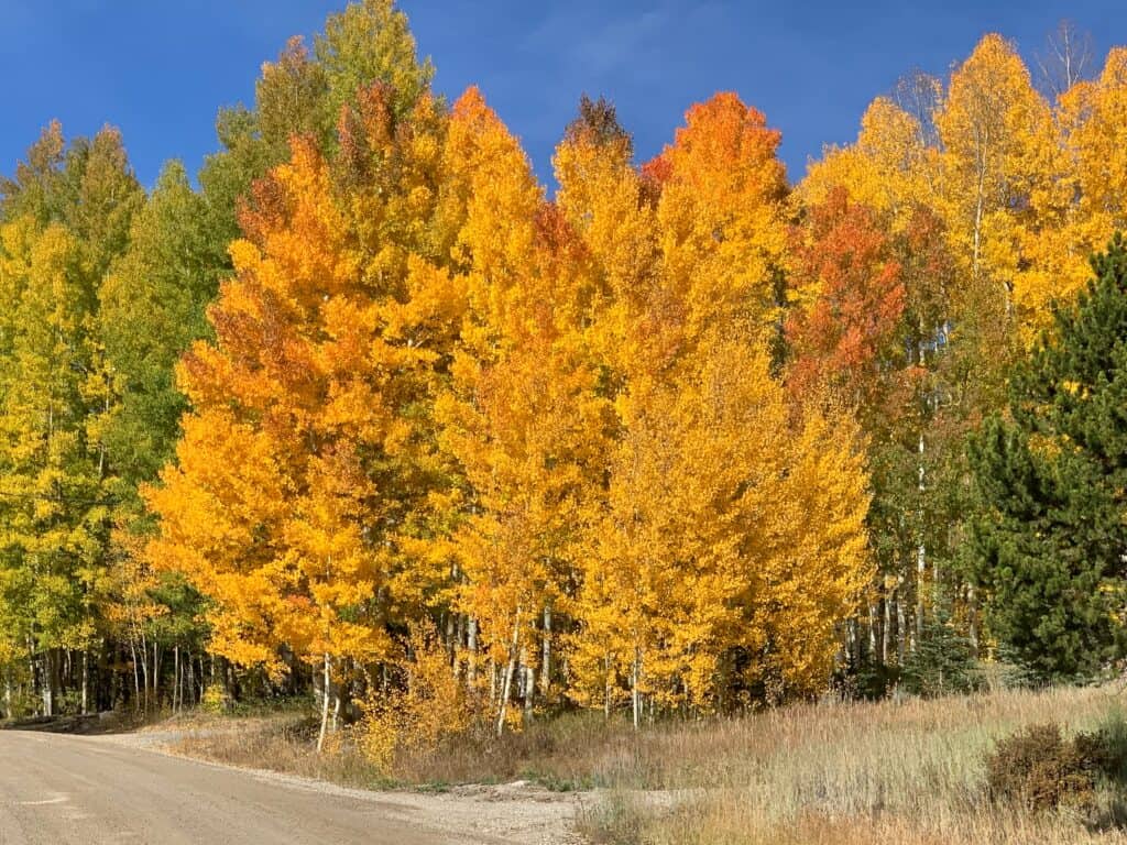 Yellow and red fall color trees in Colorado