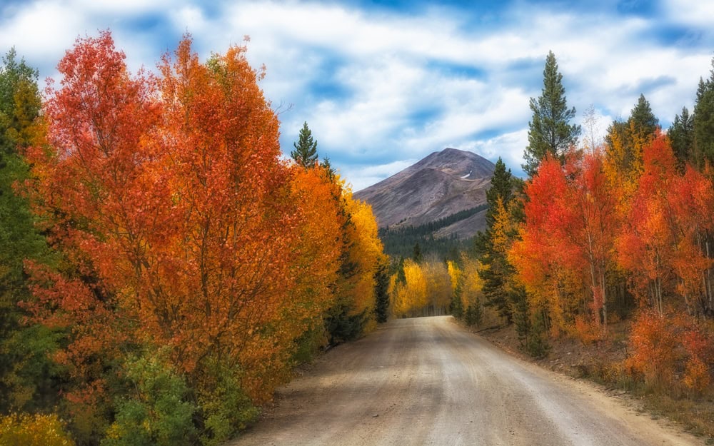 Red and yellow trees in the fall on Boreas Pass near Breckenridge, Colorado 