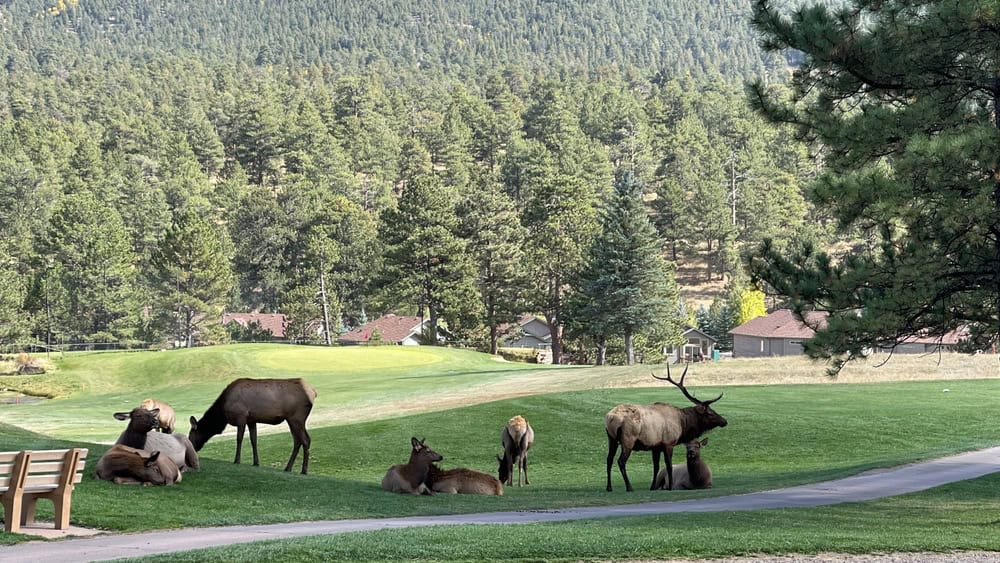 Herd of Elk on a golf course in Estes Park, Colorado 